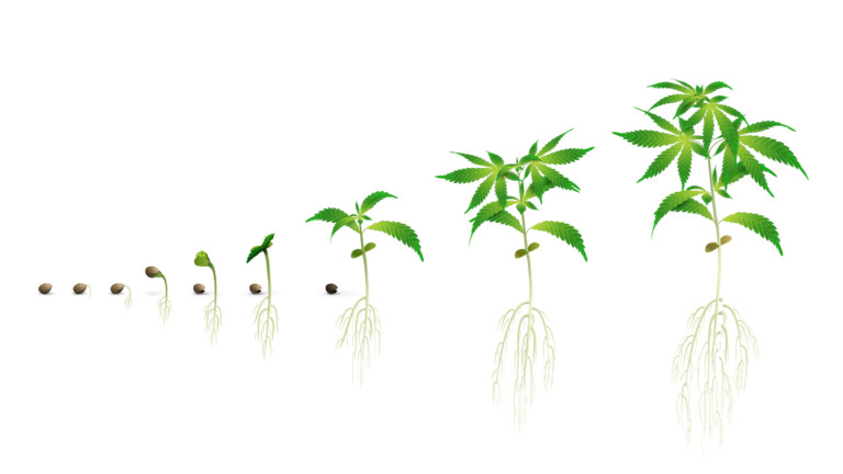 Growbox Cannabis Pflanzen vorziehen